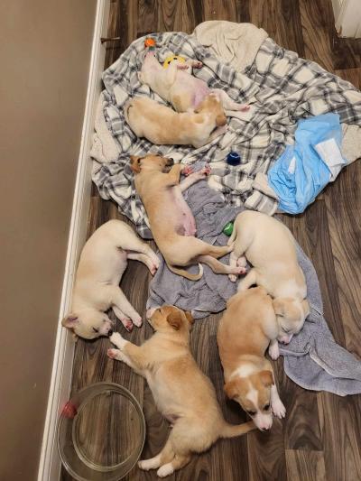 Litter of foster puppies sleeping on the floor on blankets and towels